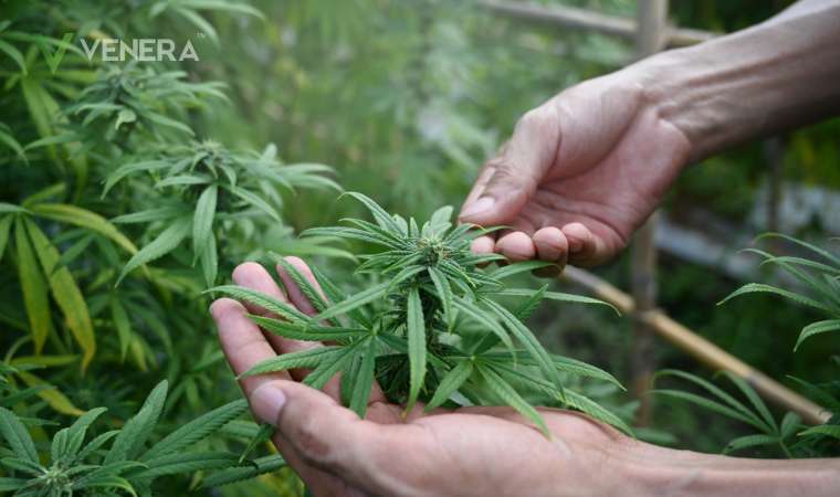 Image of Understanding the Difference Between Delta-8 and THC: Everything You Need to Know